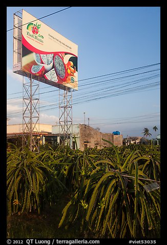 Field of pitaya (Thanh Long) and sign advertising them. Vietnam (color)