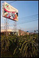 Field of pitaya (Thanh Long) and sign advertising them. Vietnam (color)