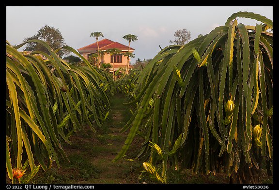 Pitahaya (Thanh Long) grown commercially. Vietnam