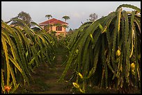 Pitahaya (Thanh Long) grown commercially. Vietnam (color)