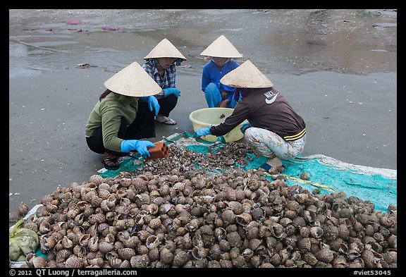 Women crushing shells to extract eddible part. Mui Ne, Vietnam (color)