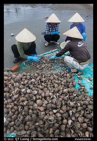 Women processing shells on beach. Mui Ne, Vietnam (color)