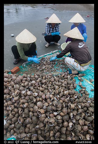 Women processing shells on beach. Mui Ne, Vietnam