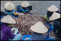 Women in conical hats processing pile of scallops. Mui Ne, Vietnam (color)