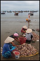 Women process scallops on beach harbor. Mui Ne, Vietnam (color)