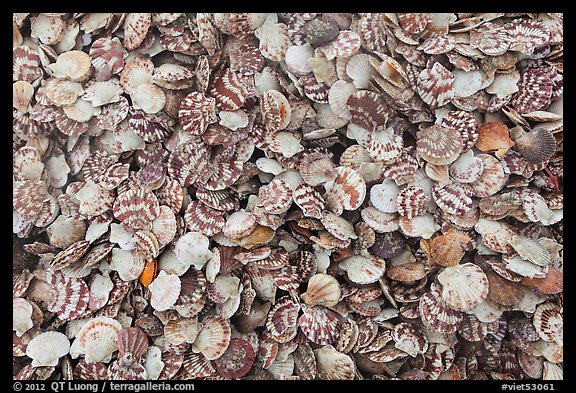 Scallops. Mui Ne, Vietnam