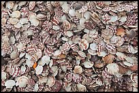 Scallops. Mui Ne, Vietnam (color)