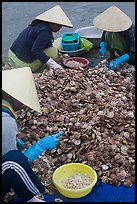 Processing fresh scallops by hand on the beach. Mui Ne, Vietnam (color)