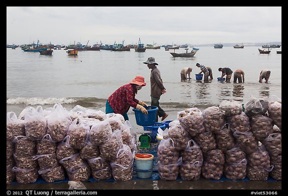 Shells packed for sale on beach, Lang Chai. Mui Ne, Vietnam