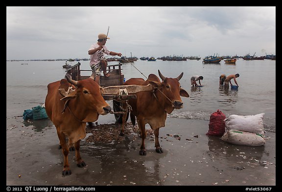 Bullock cart on fishing beach. Mui Ne, Vietnam (color)