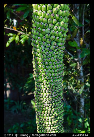 Banana cluster, Phoenix Island. My Tho, Vietnam