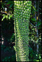 Banana cluster, Phoenix Island. Mekong Delta, Vietnam ( color)