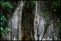 Limestone wall and vegetation. Da Nang, Vietnam ( color)