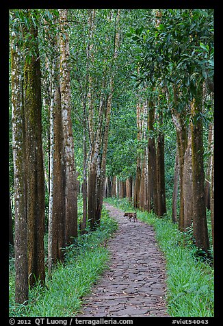 Path in forest with dog. My Son, Vietnam