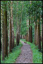 Path in forest with dog. My Son, Vietnam ( color)
