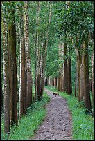 Path in forest with dog. My Son, Vietnam (color)