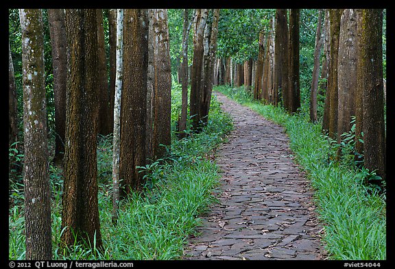 Paved path in forest. My Son, Vietnam (color)