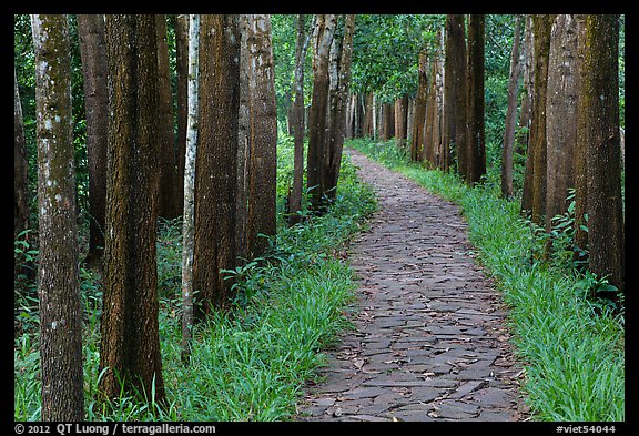 Paved path in forest. My Son, Vietnam