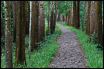 Paved path in forest. My Son, Vietnam (color)