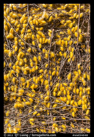 Yellow cocoons of silk worms. Hoi An, Vietnam (color)