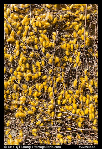 Yellow cocoons of silk worms. Hoi An, Vietnam