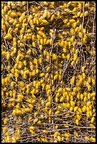 Yellow cocoons of silk worms. Hoi An, Vietnam (color)