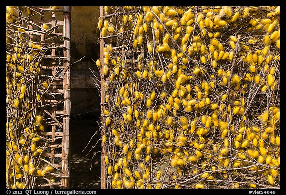 Grids with cocoons of silkworms (Bombyx mori). Hoi An, Vietnam (color)