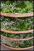 Trays of silkworms. Hoi An, Vietnam (color)