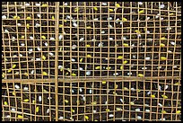 Grid with ellow and white silkworm cocoons. Hoi An, Vietnam ( color)