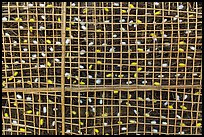 Grid with ellow and white silkworm cocoons. Hoi An, Vietnam (color)