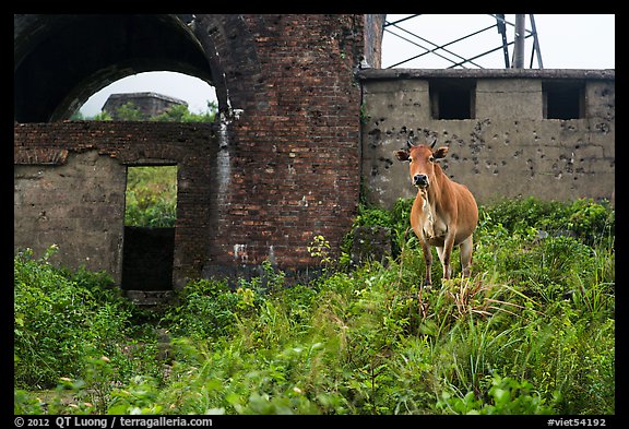 Cow and old bunkers at Hai Van pass. Vietnam (color)