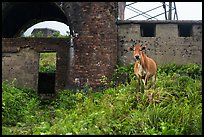 Cow and old bunkers at Hai Van pass. Vietnam (color)