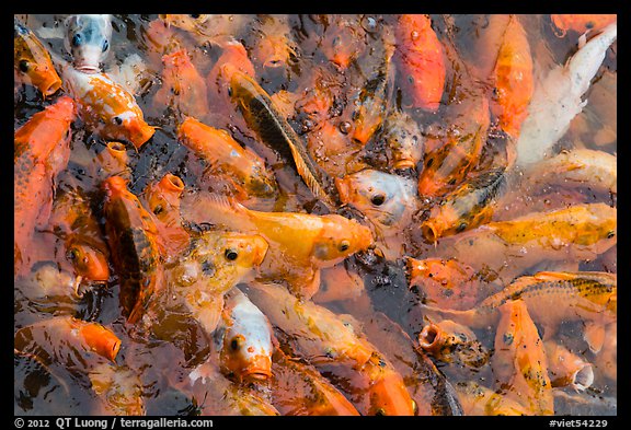 Koi Fish, citadel. Hue, Vietnam