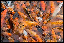 Koi Fish, citadel. Hue, Vietnam (color)