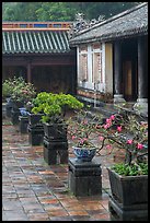 Bonsai trees in palace courtyard, citadel. Hue, Vietnam (color)
