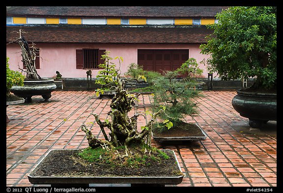 Bonsai trees, Thien Mu pagoda. Hue, Vietnam