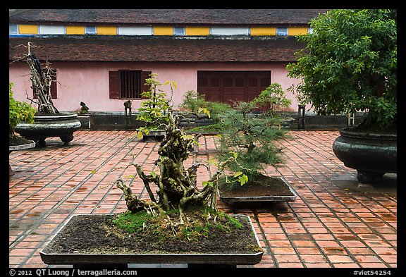 Bonsai trees, Thien Mu pagoda. Hue, Vietnam