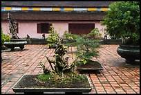 Bonsai trees, Thien Mu pagoda. Hue, Vietnam (color)