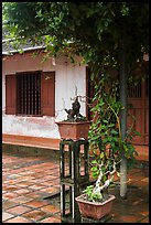 Bonsai trees and monastic buildings, Thien Mu pagoda. Hue, Vietnam (color)