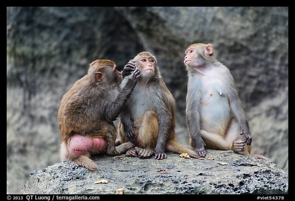 Three monkeys. Halong Bay, Vietnam (color)