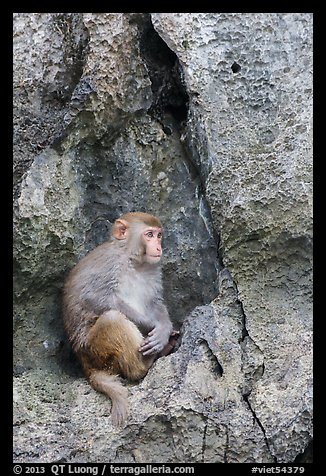 Monkey on cliff. Halong Bay, Vietnam (color)