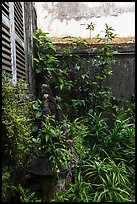 Lush balcony corner. Ho Chi Minh City, Vietnam (color)