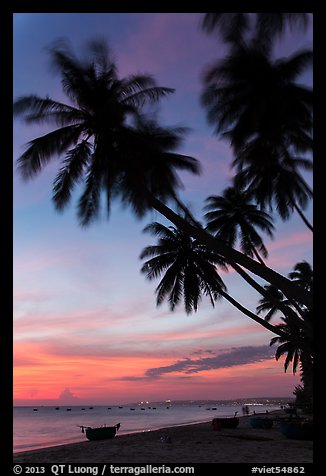 Beach at sunset with palm trees and coracle boats. Mui Ne, Vietnam