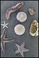 Close-up of beach with sea star, sea anemone, sea urchin, and sea cucumber. Mui Ne, Vietnam ( color)