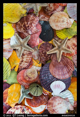 Close-up of colorful sea shells. Mui Ne, Vietnam (color)