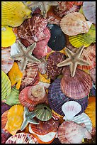 Close-up of colorful sea shells. Mui Ne, Vietnam (color)