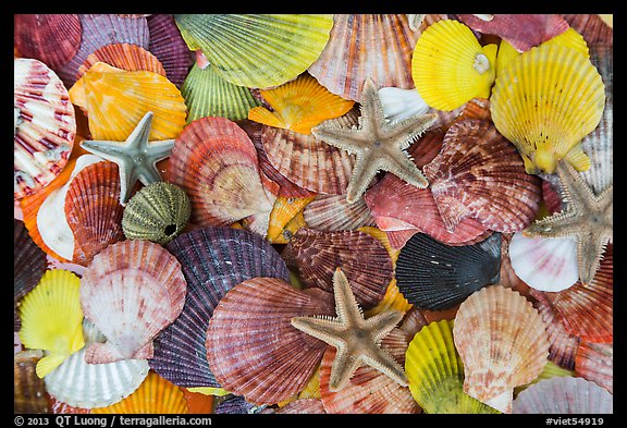 Multicolored sea shells. Mui Ne, Vietnam (color)