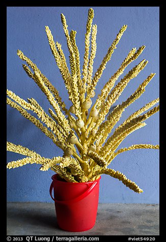 Cut coconut flowers in bucket. Mui Ne, Vietnam (color)