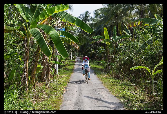 Woman bicycling on narrow road surrounded by banana trees. Ben Tre, Vietnam (color)