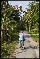 Bicyclist on rural road surrounded by banana and coconut trees. Ben Tre, Vietnam ( color)